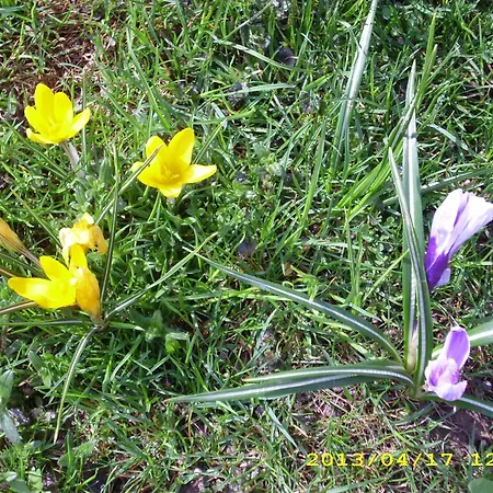 In Oberwaldbach Mit Garten Und Grill Apartment *
