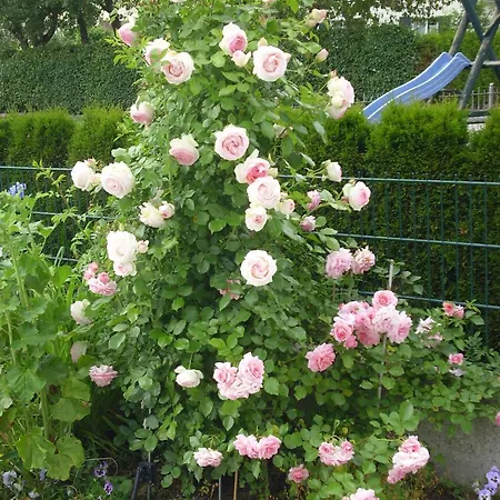 In Oberwaldbach Mit Garten Und Grill
