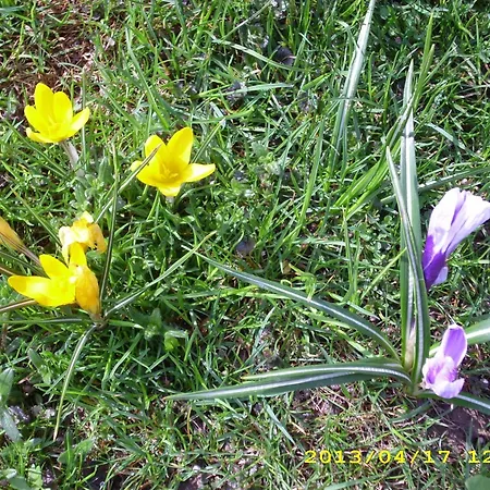 In Oberwaldbach Mit Garten Und Grill Διαμέρισμα *